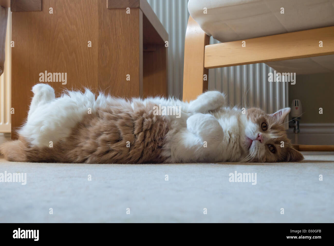 Cremefarbene britisch kurzhaar katze -Fotos und -Bildmaterial in hoher