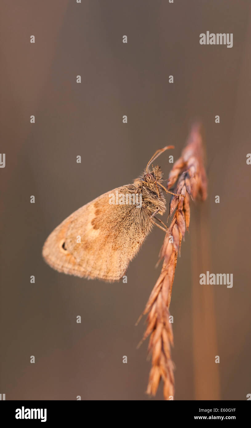 Ein kleiner Schmetterling auf einer Pflanze oder Heu Stroh Nahaufnahme Stockfoto