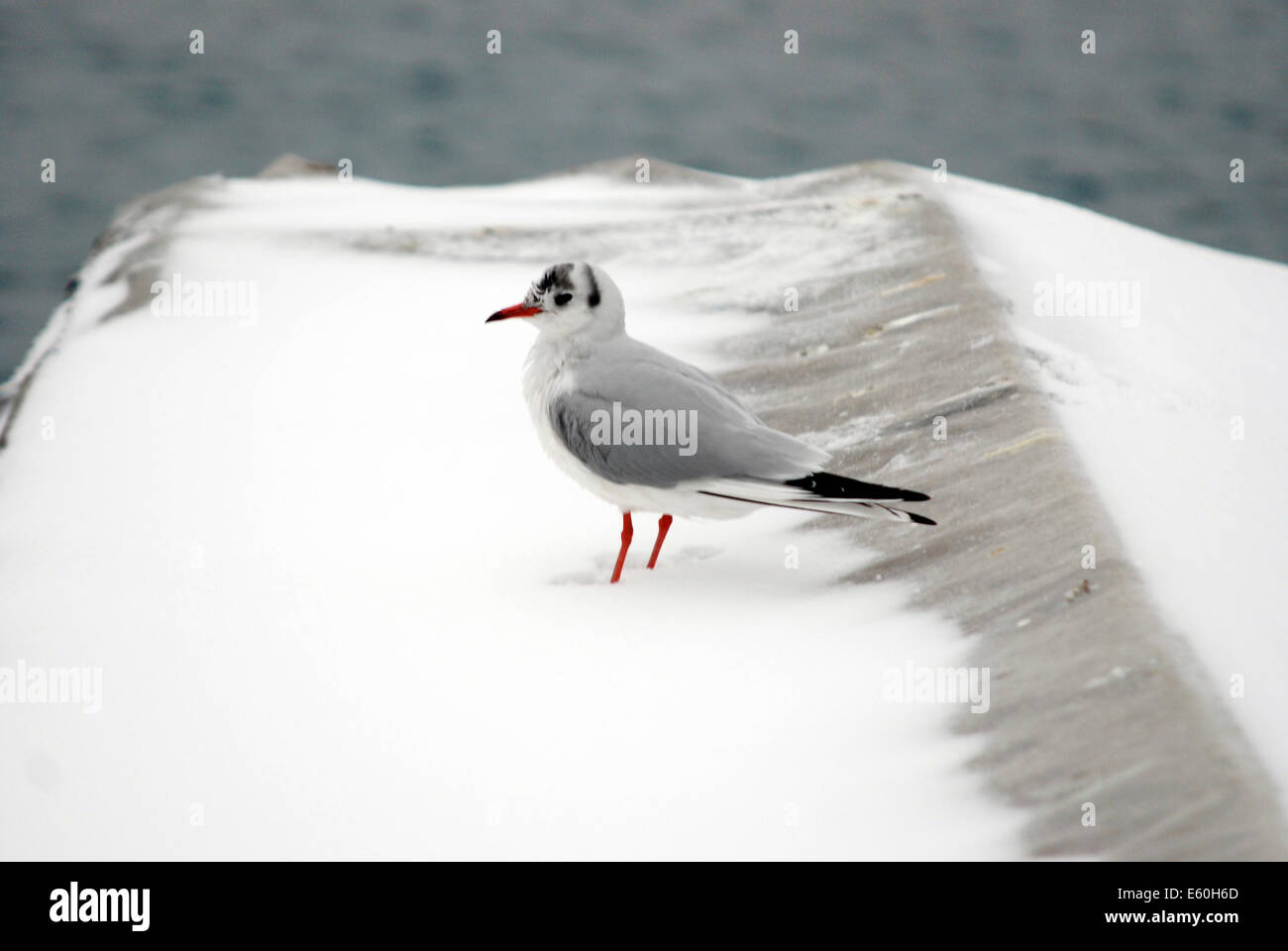 Die junge Taube im Winter im Schnee auf dem Boot in Kroatien Stockfoto