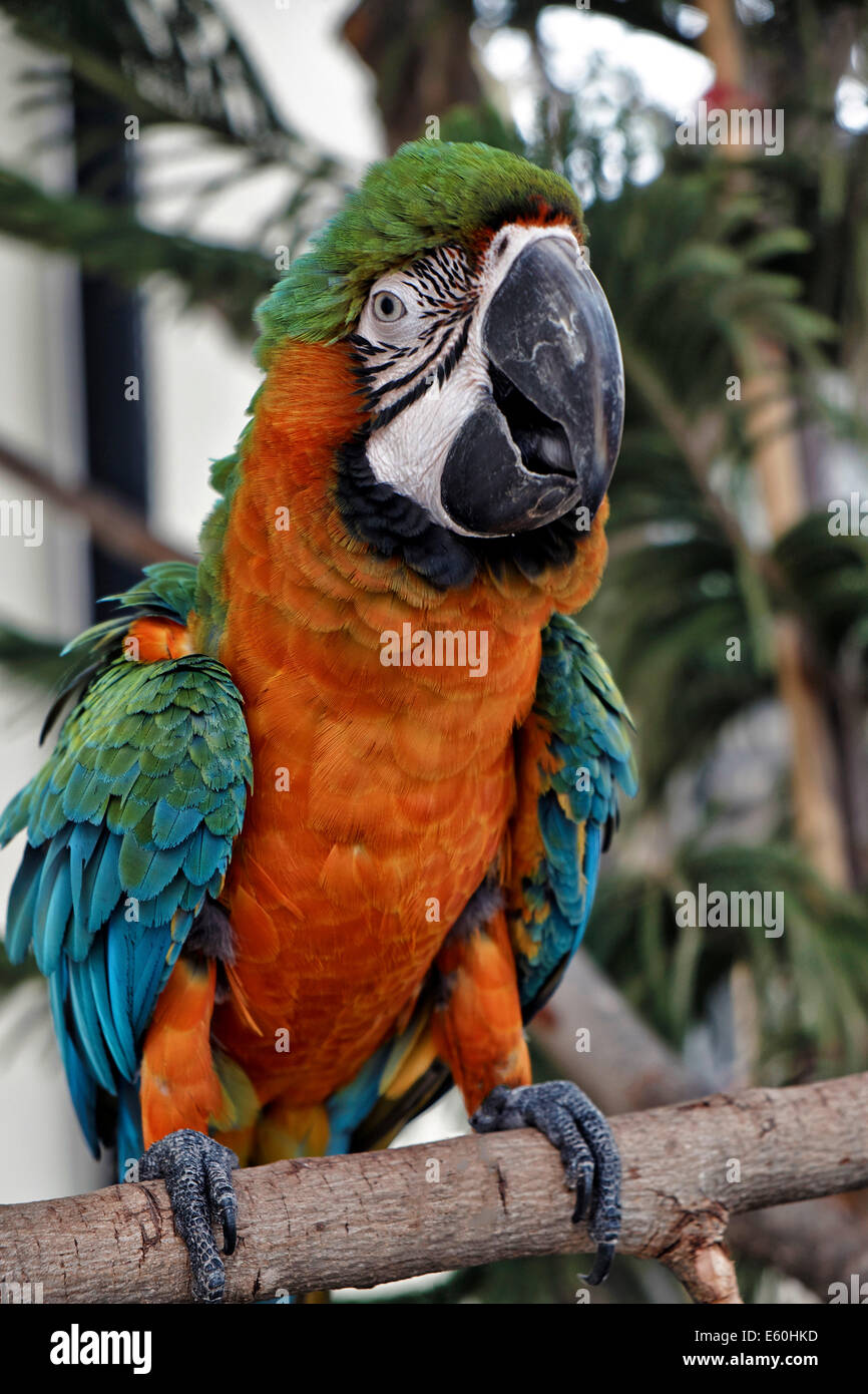 Catalina ara Fotos und Bildmaterial in hoher Auflösung Alamy