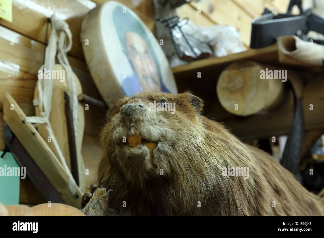 Ein Biber am Robertsons Handelsposten in La Ronge, Saskatchewan, Kanada. Stockfoto