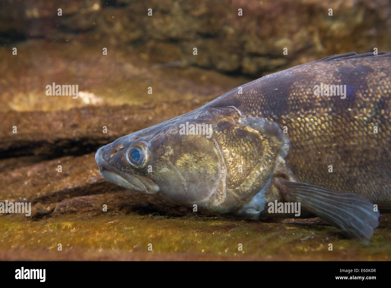 Porträt von Süßwasserfischen Zander - Sander lucioperca Stockfoto