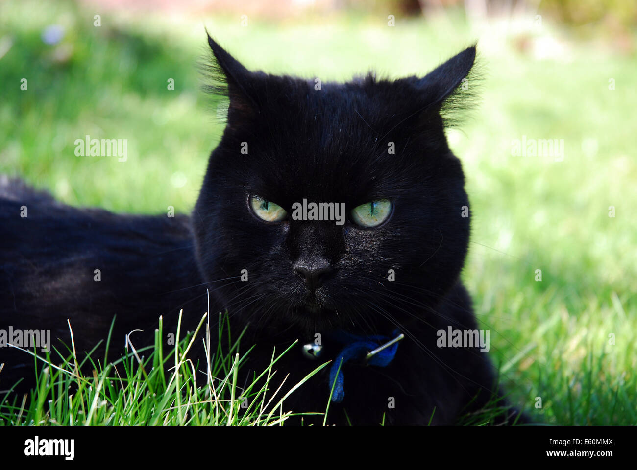 Schwarze Katze mit grünen Augen und Ohren im Rasen Stockfoto