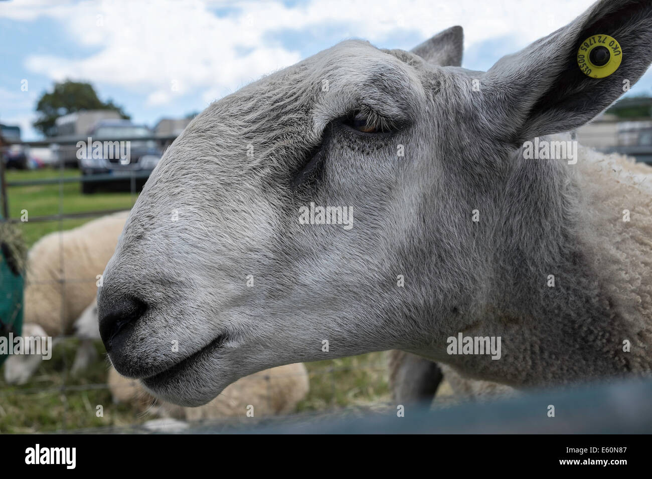 Nahaufnahme der BLUEFACED LEICESTER Schafe IN Stift an Land landwirtschaftliche zeigen CHEPSTOW WALES UK iIDENTITY-TAG im Jahr Stockfoto