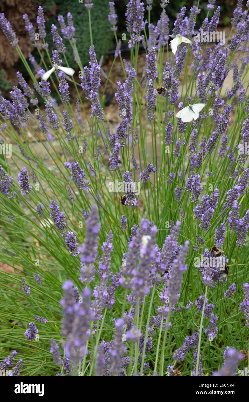 Große weiße Schmetterlinge auf Lavendel Blumen Stockfoto