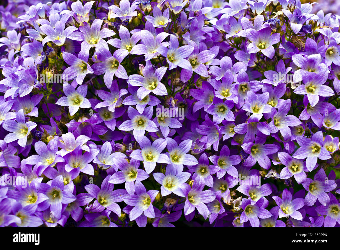 Blaue Campanula Blumen als Hintergrund. Stockfoto