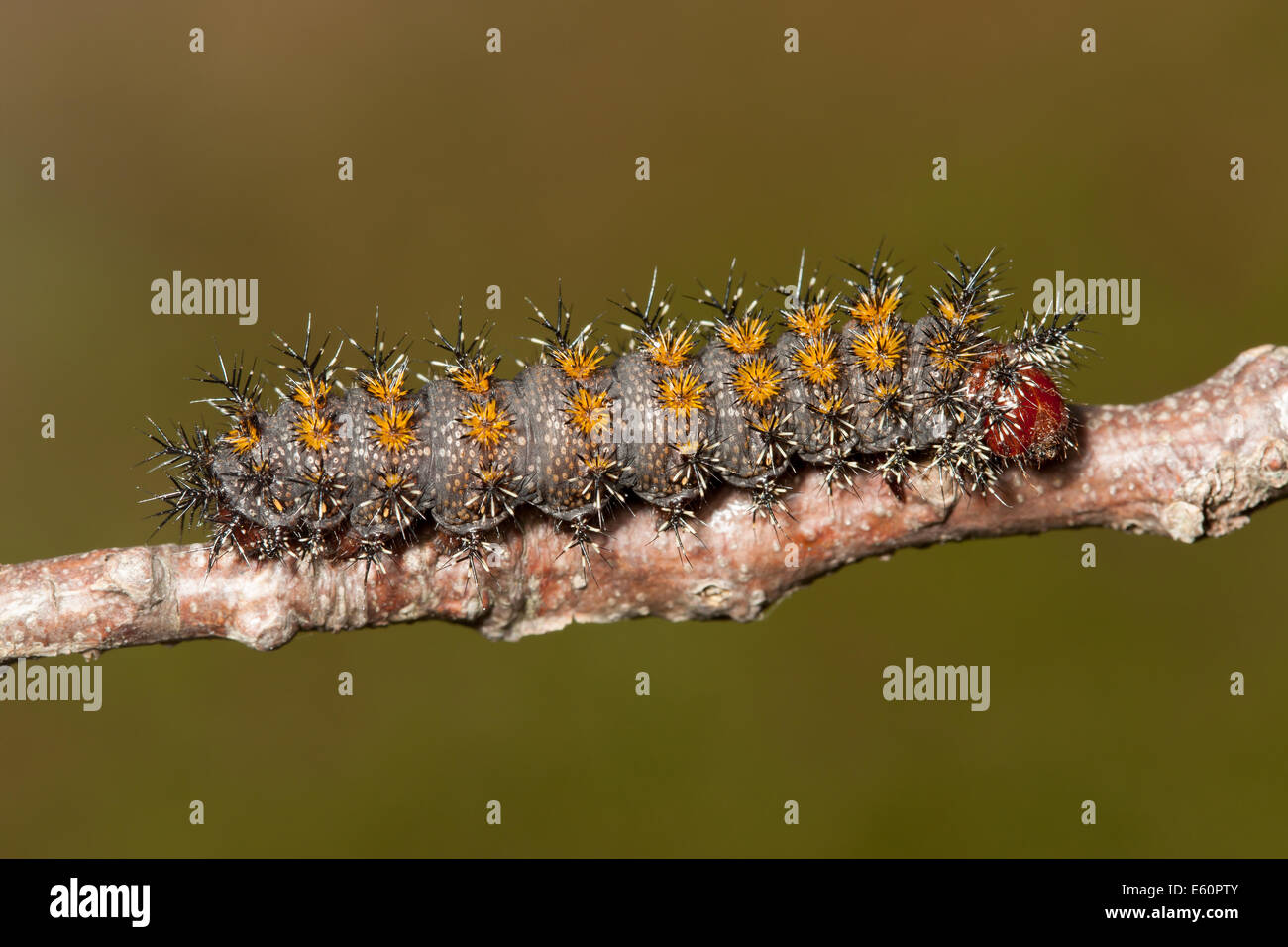 Buck Moth (Hemileuca Maia) Raupe (Larve) Stockfoto