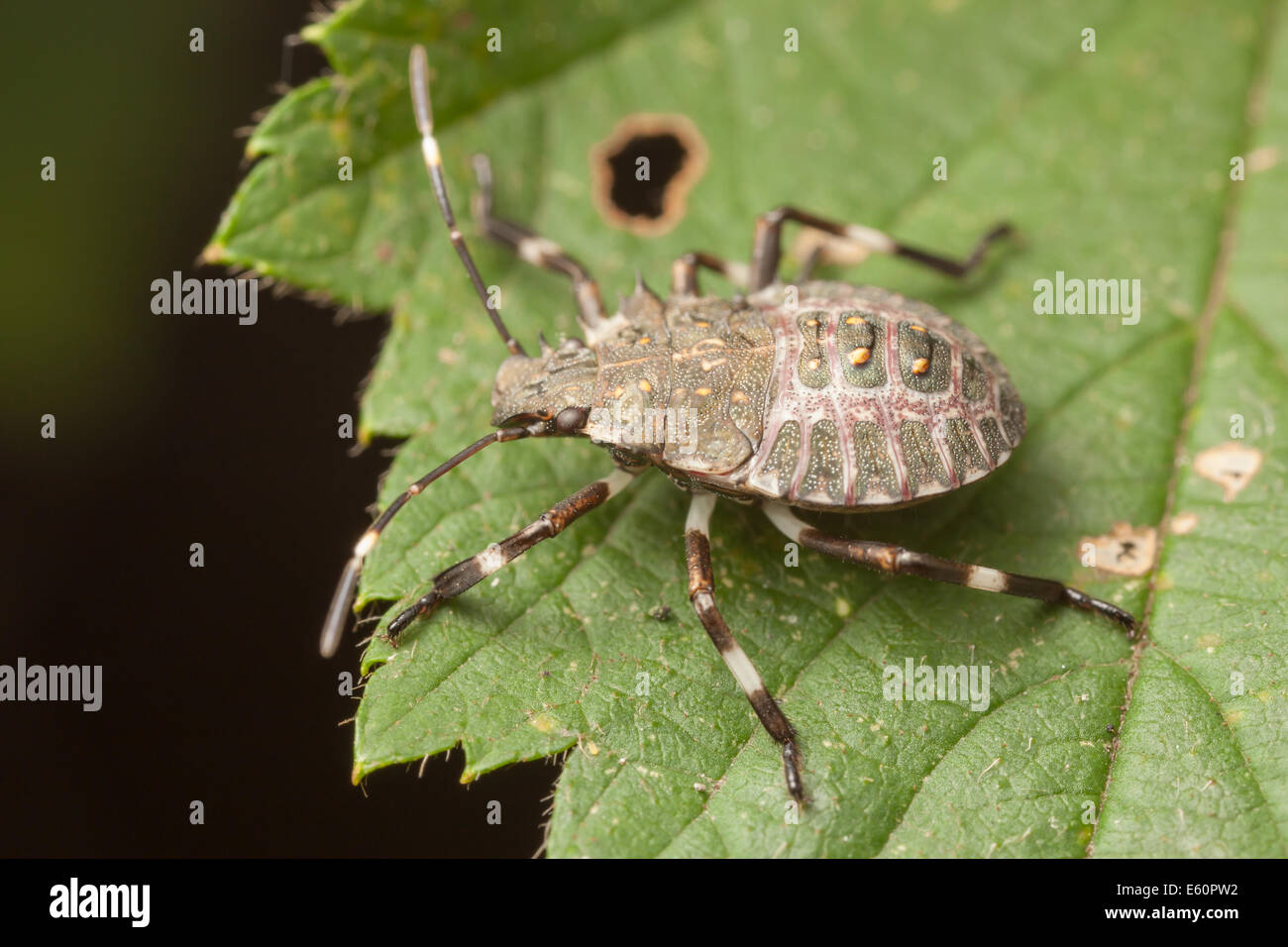 Eine Nymphe braun Marmorated stinken Bug (Halyomorpha Halys) hockt auf eine wilde Himbeere Blatt. Stockfoto