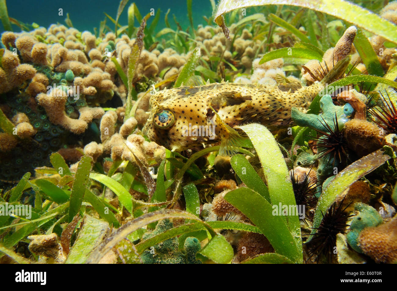 Gezügelt Burrfish, Chilomycterus Antennatus, Unterwasser in einem Korallenriff des karibischen Meeres Stockfoto