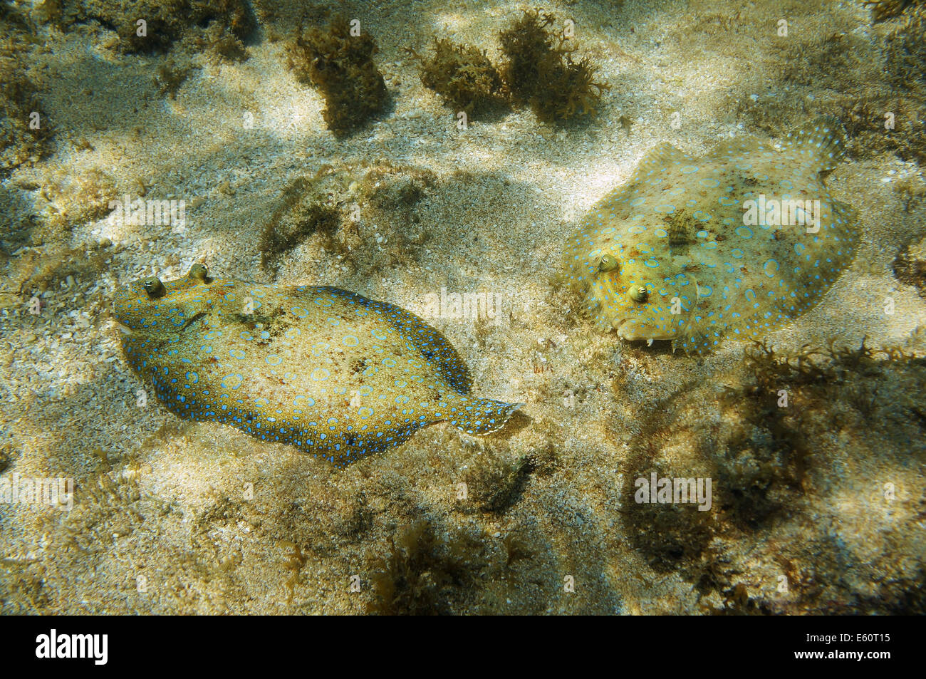 einige Pfau Flunder Fische auf dem Meeresgrund, Karibik Stockfoto