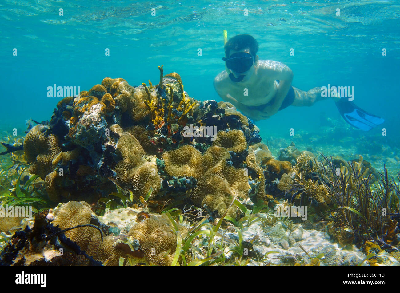 Mann unter Wasser Schnorcheln im flachen Wasser und sieht tropischen Sea life Stockfoto