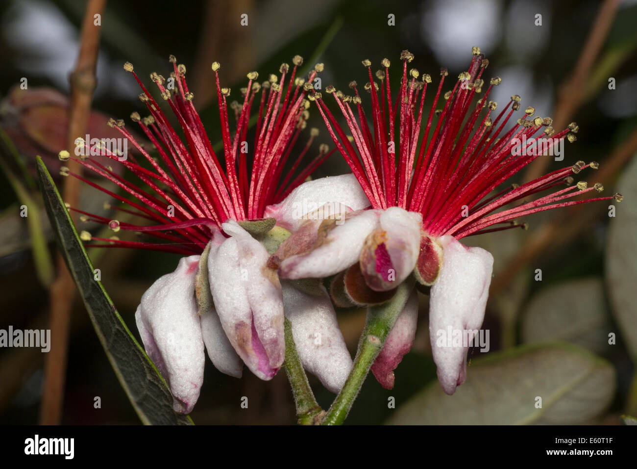 Essbare Blumen von der Ananas Guave, Acca sellowiana Stockfoto