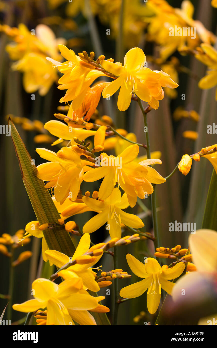 Blumen von der dunklen großblättrige Crocosmia 'Solfaterre' (Synonym 'Solfatare') Stockfoto