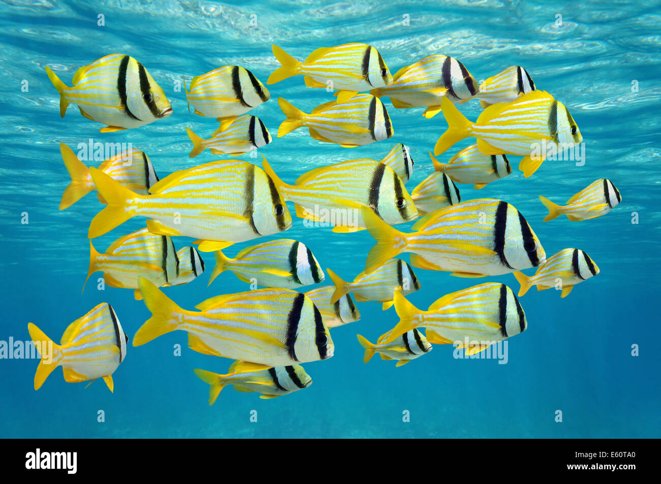 Schule von tropischen Fischen, Porkfish Anisotremus Virginicus nahe der Wasseroberfläche, Karibik Stockfoto