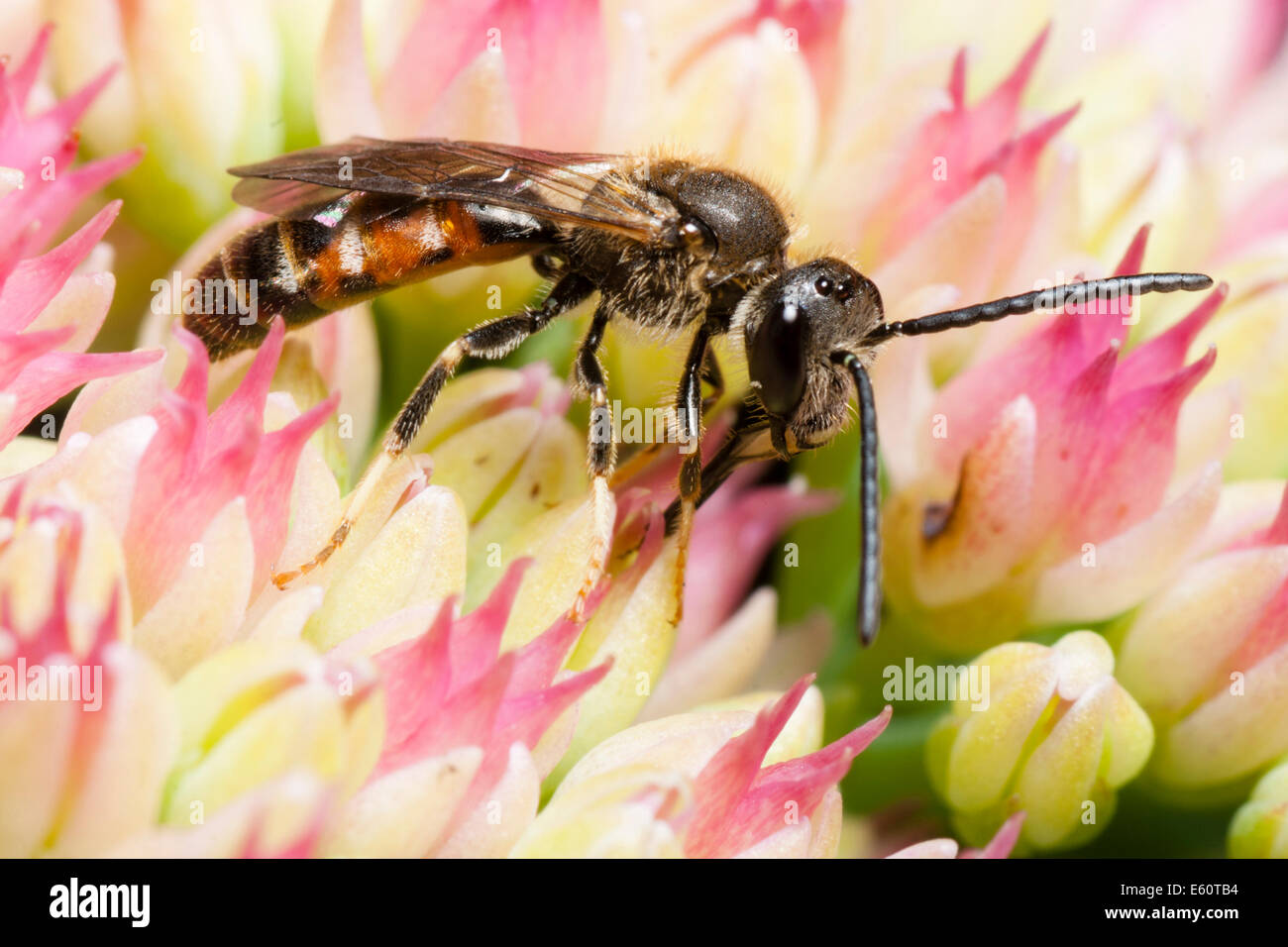 Männlichen Schweiß Biene, Früchte Calceatum, Fütterung auf Sedum Blumen Stockfoto
