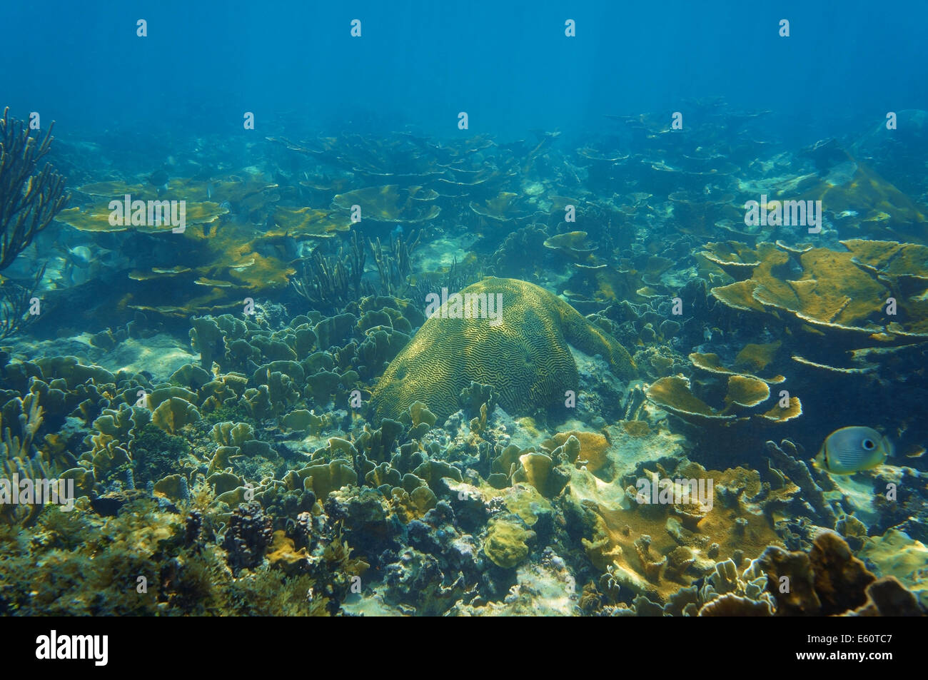 Unterwasserlandschaft in einem gesunden Korallenriff des karibischen Meeres Stockfoto