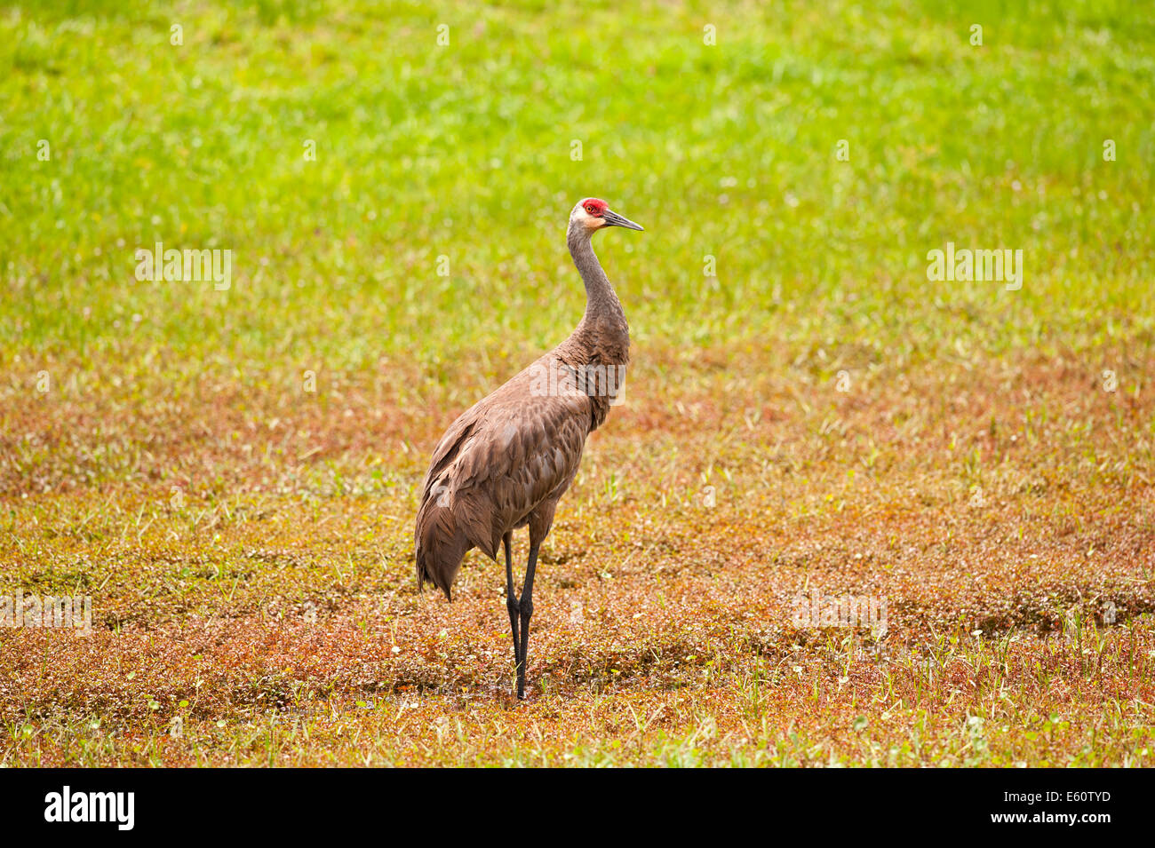 Grus Canadensis Sandhill Crane kissimmee Florida USA Stockfoto