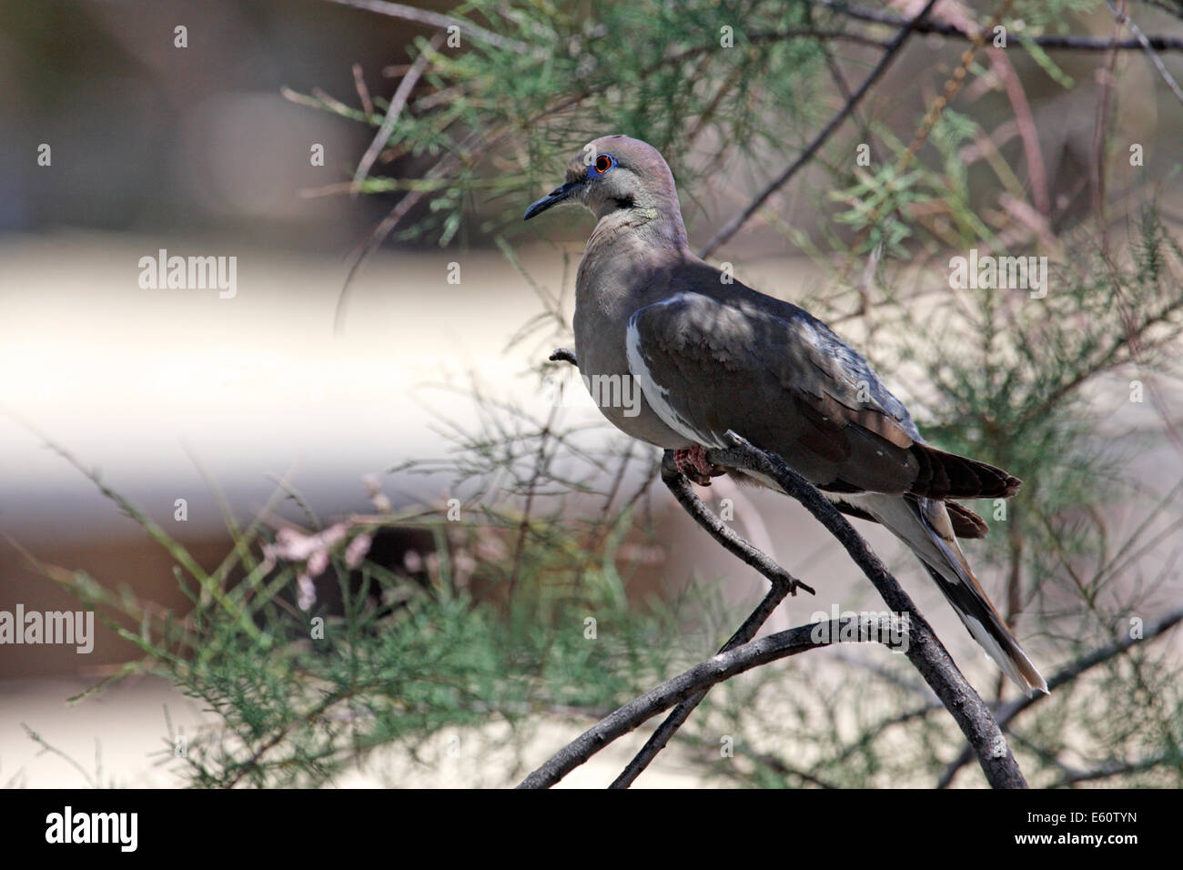 Weiß – Winged Taube (Zenaida Asiatica), Arizona, USA Stockfoto