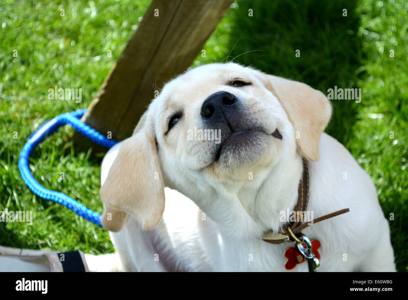 White-Labrador-Welpe auf dem Rasen sitzen Stockfoto