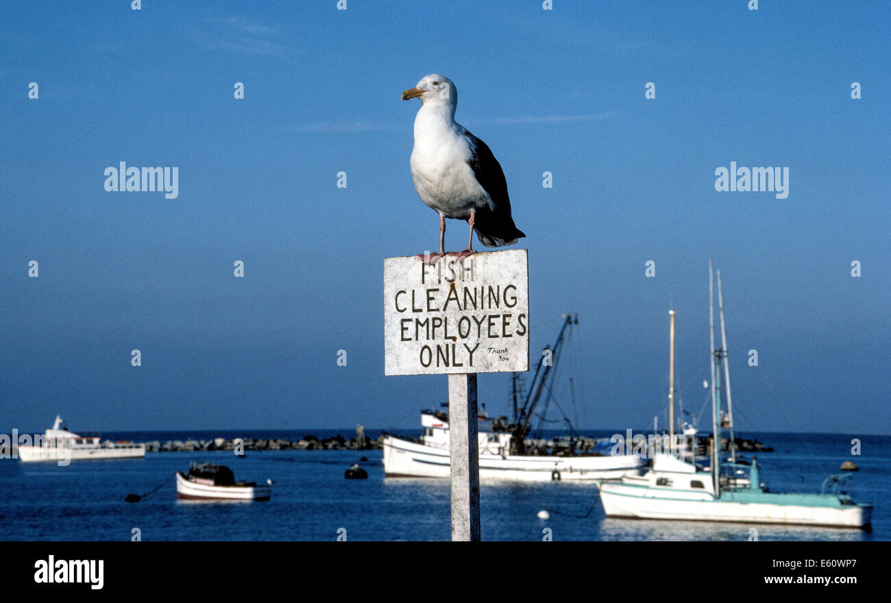 Erster Linie um eine Mahlzeit mit frischen Fisch zu ergattern sein zu wollen, hockt eine Möwe auf einem entsprechenden Schild am Fishermans Wharf in Monterey, Kalifornien, USA. Stockfoto