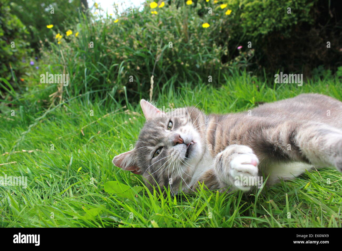 Katze selfie -Fotos und -Bildmaterial in hoher Auflösung – Alamy
