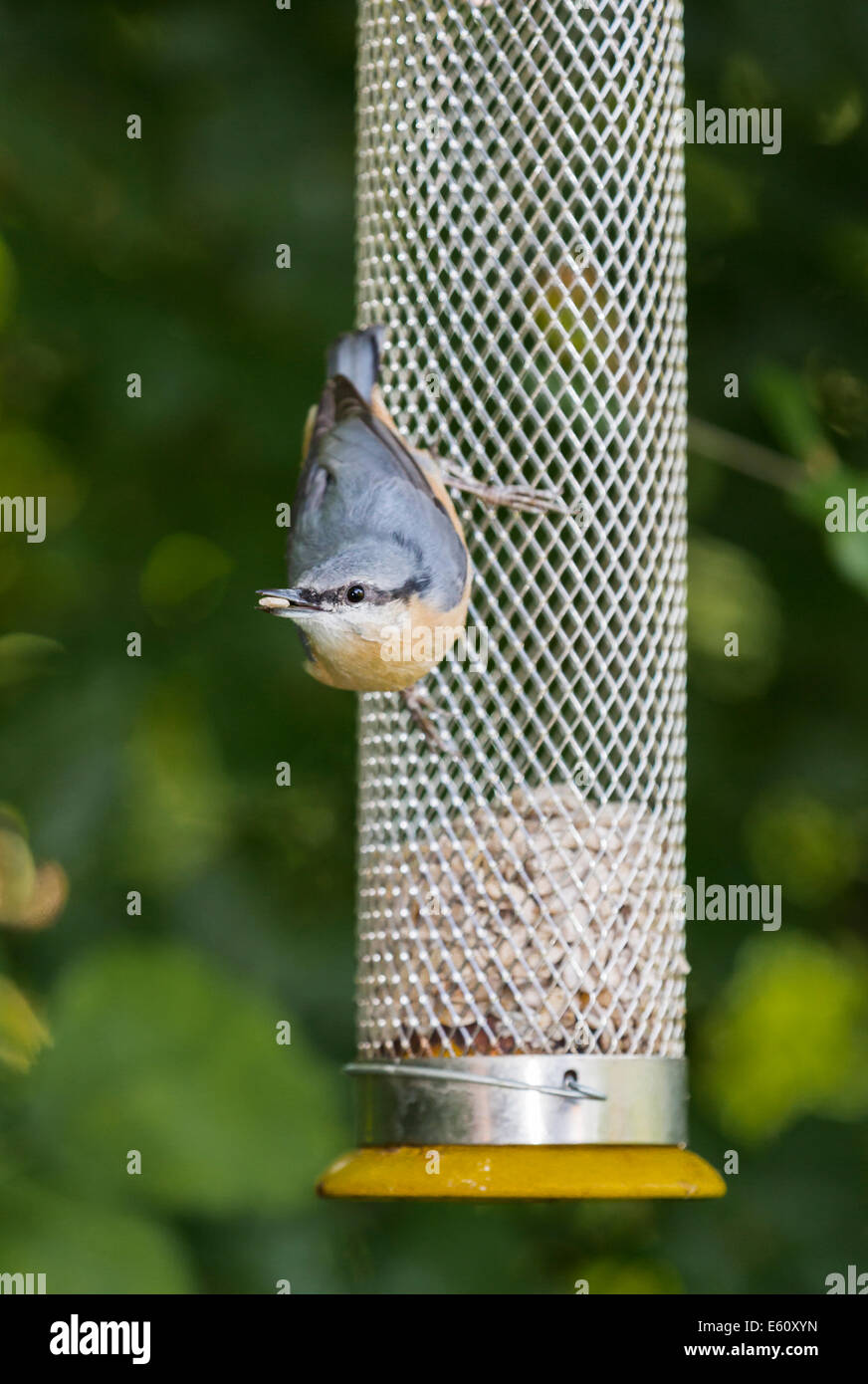 Eurasischer Nackttier (Sitta europaea), der in einem englischen Garten in Surrey, Südostengland, auf einem Futterhäuschen mit Sonnenblumenherzen brütet (Einwohner) Stockfoto
