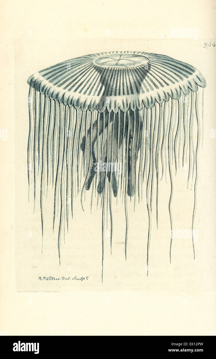 Pellucid Medusa, Medusa Pellucens. Stockfoto
