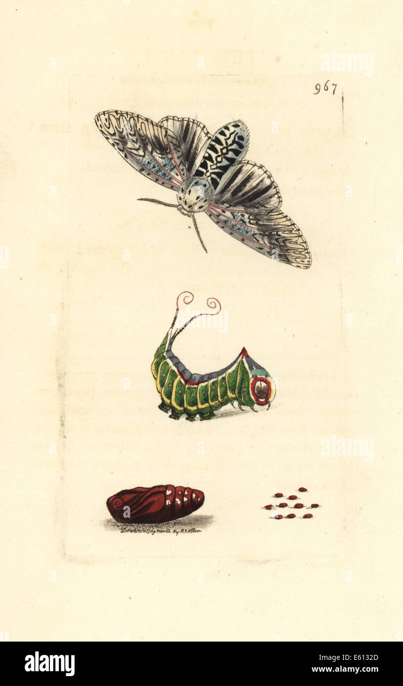 Puss Moth, Cerura Vinula. Stockfoto