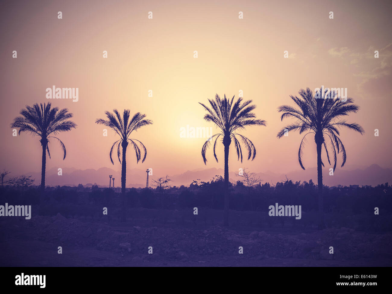 Vintage stilisierte Palmen Bäume Silhouetten bei Sonnenuntergang. Stockfoto