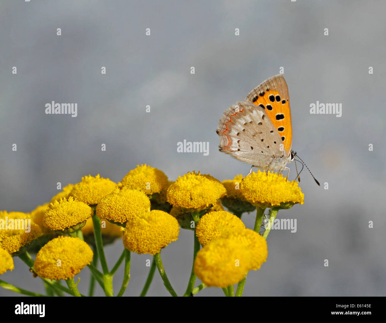 Kleine Kupfer Lycaena Phlaeas auf Rainfarn Tanacetum Vulgare im Archipel Nationalpark in Finnland. Stockfoto