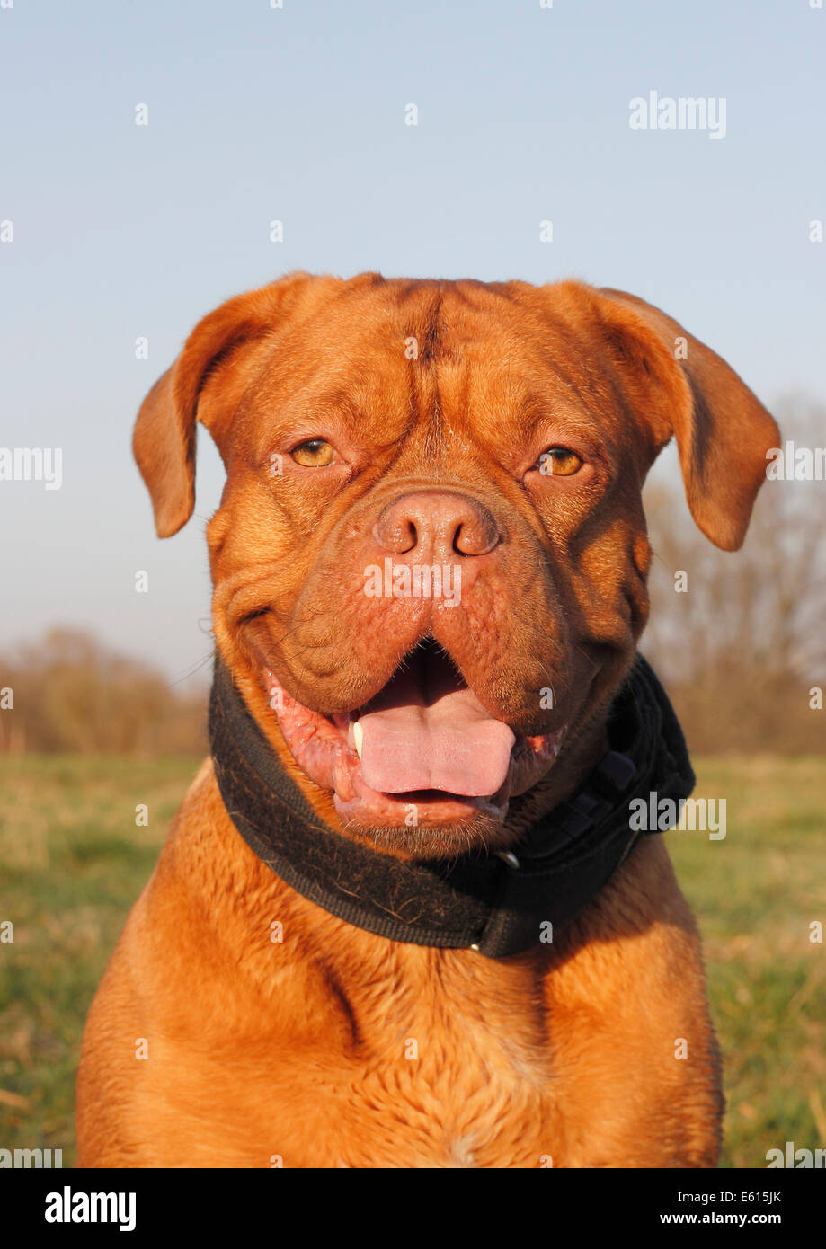 Dogge de Bordeaux oder Bordeaux-Dogge, Porträt Stockfoto