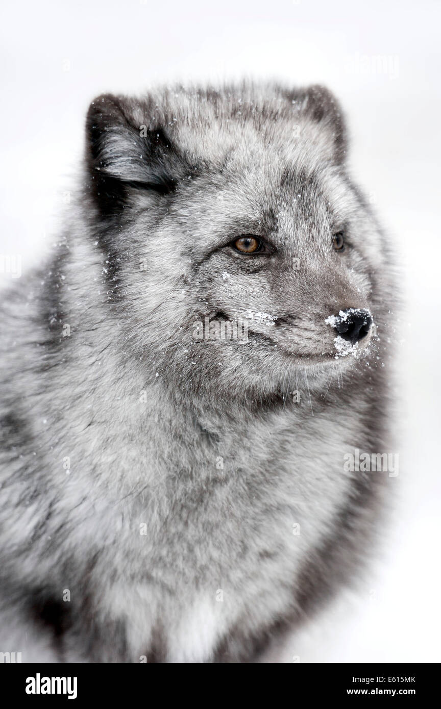 Polar Fox oder Polarfuchs (Vulpes Lagopus, Alopex Lagopus), im Winter, Porträt, in Gefangenschaft, Deutschland Stockfoto