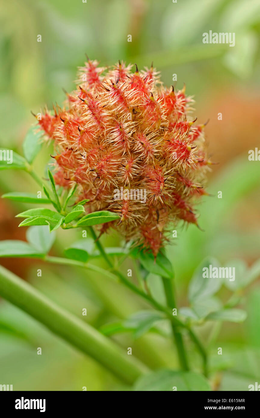 Süßholz (Glycyrrhiza Glabra), Obst, Deutschland Stockfoto