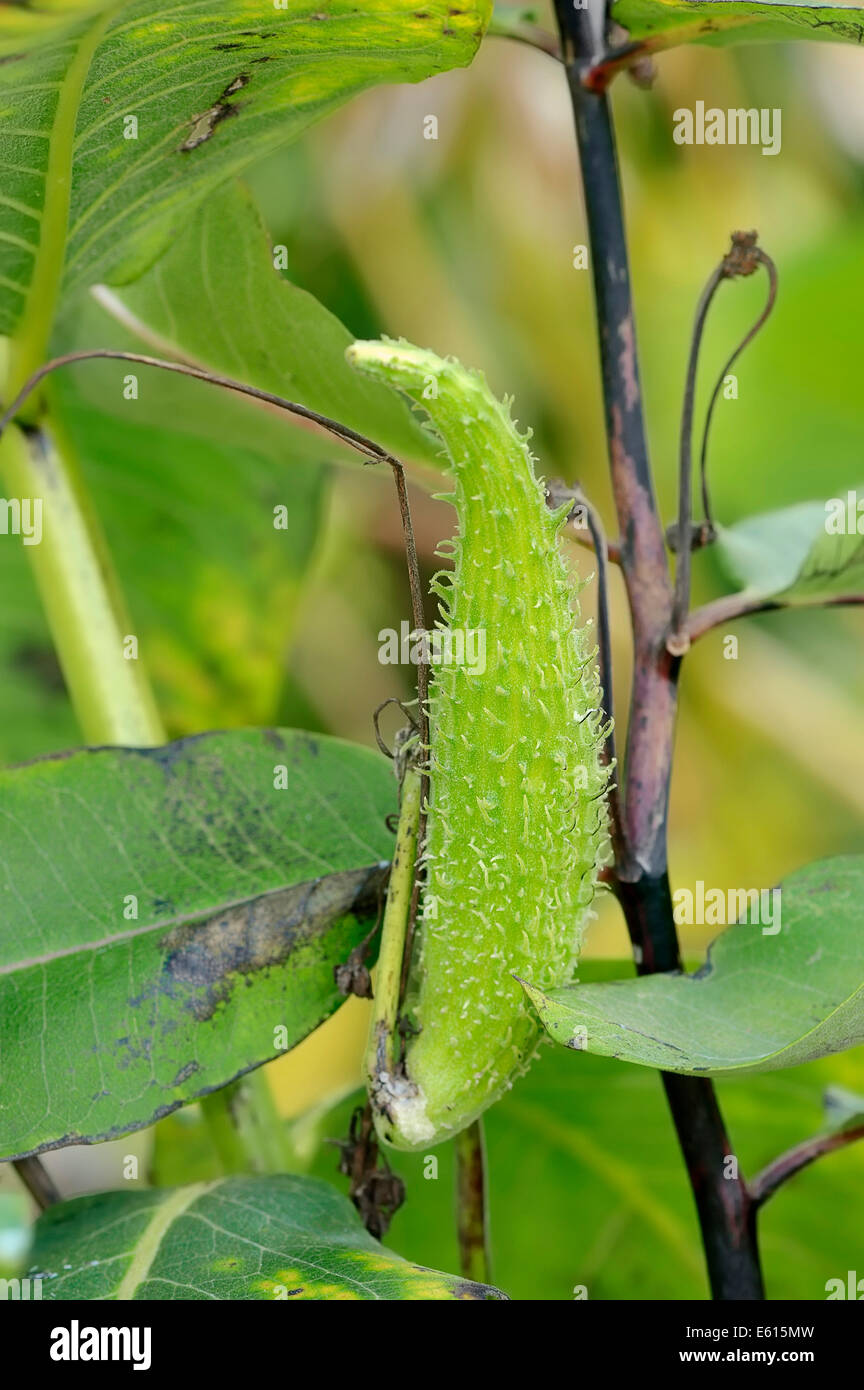 Gemeinsamen Wolfsmilch, Schmetterling Blume oder seidig Schwalbe-Scharte (Asclepias Syriaca), Obst, in Nordamerika heimisch Stockfoto