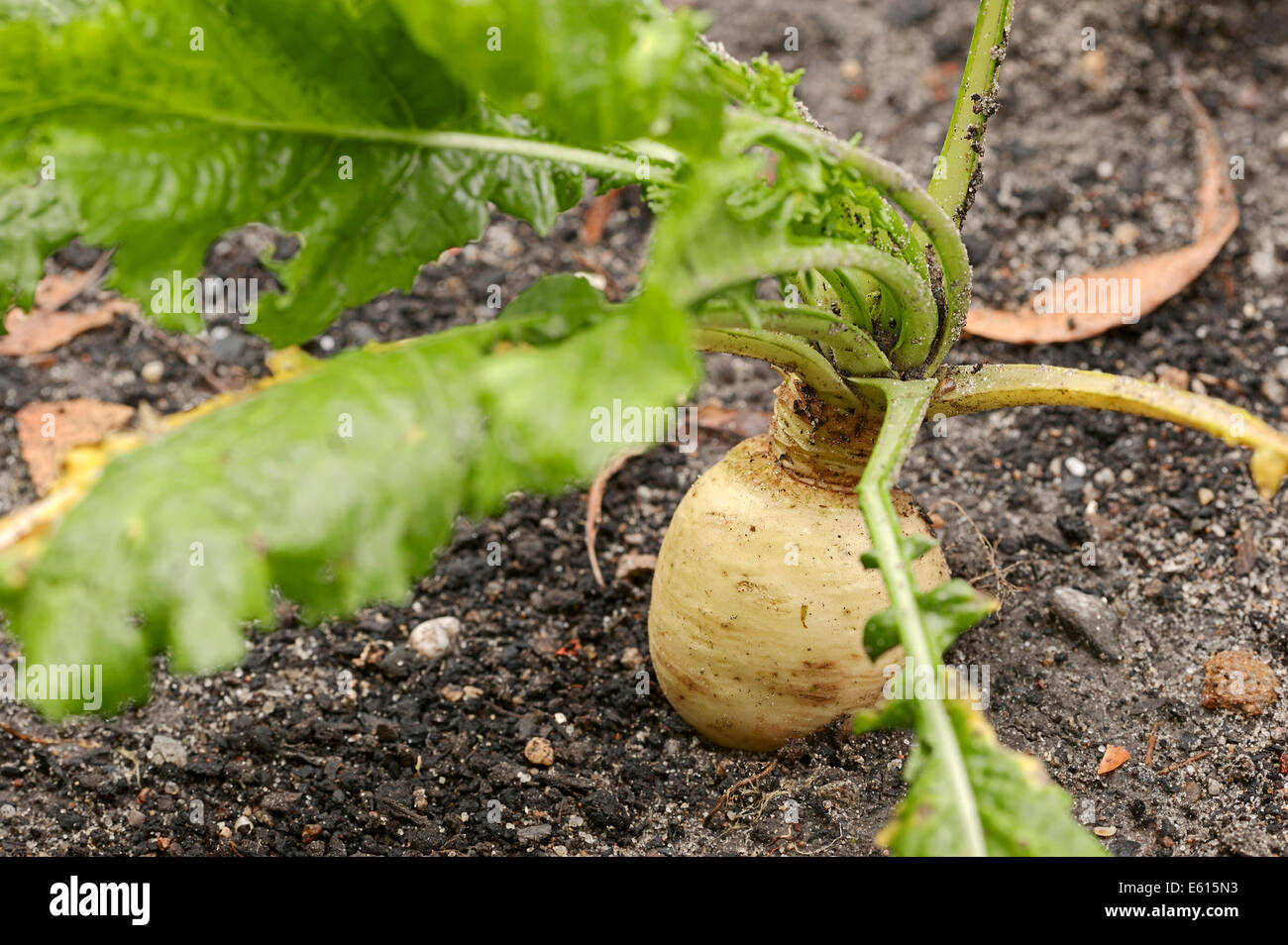 Kann Rübe oder Nevette (Brassica Rapa SSP. Rapa Var Majalis), North ...