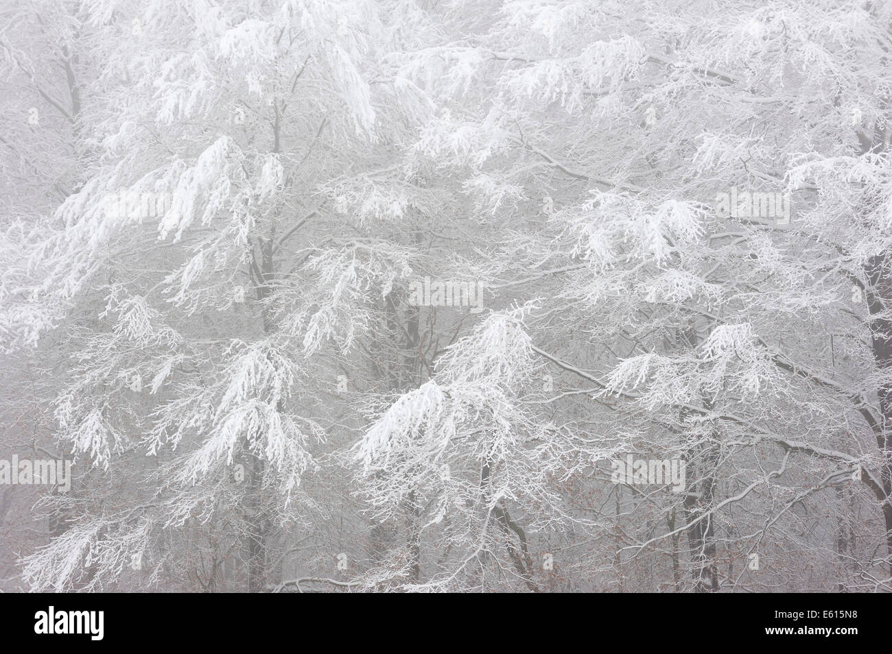 Laubbäume im Winter, North Rhine-Westphalia, Deutschland Stockfoto
