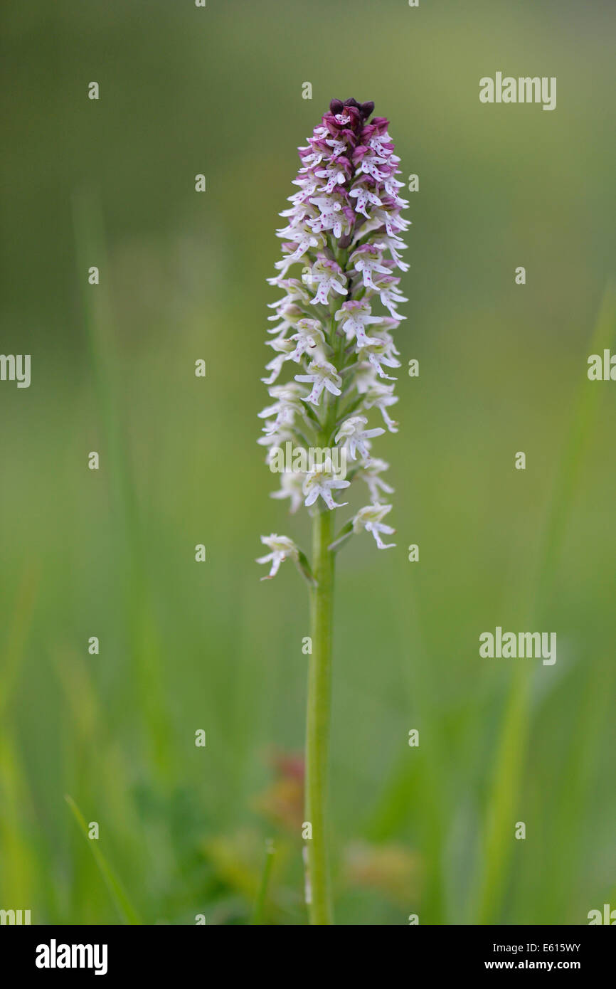 Verbrannt-Tip Orchidee (Orchis Ustulata Syn Neotinea Ustulata), Baden-Württemberg, Deutschland Stockfoto