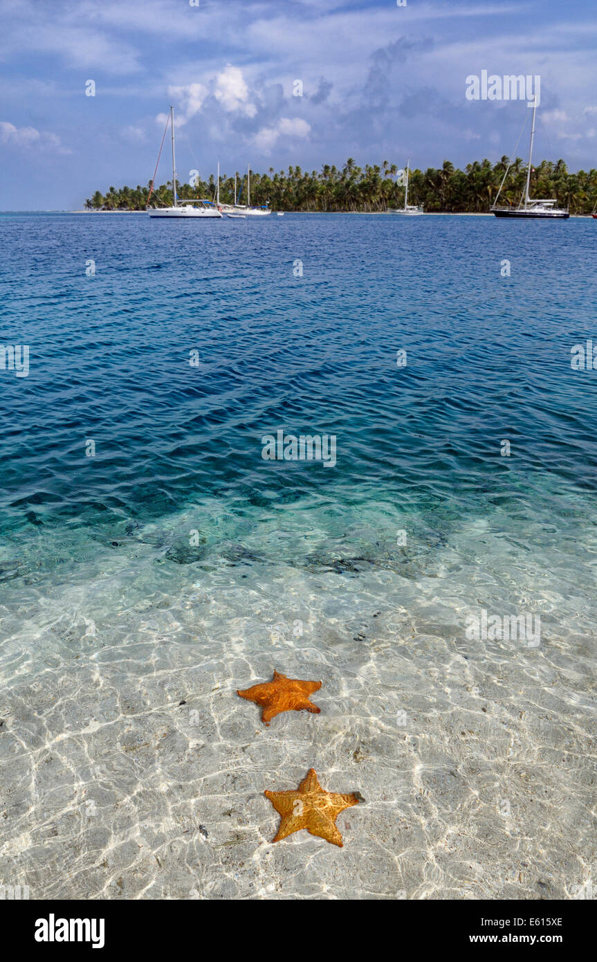 Seesterne (Asteroidea) im Kristall klares Wasser, tropische Insel Cayos Chichime, San Blas Inseln, Panama Stockfoto