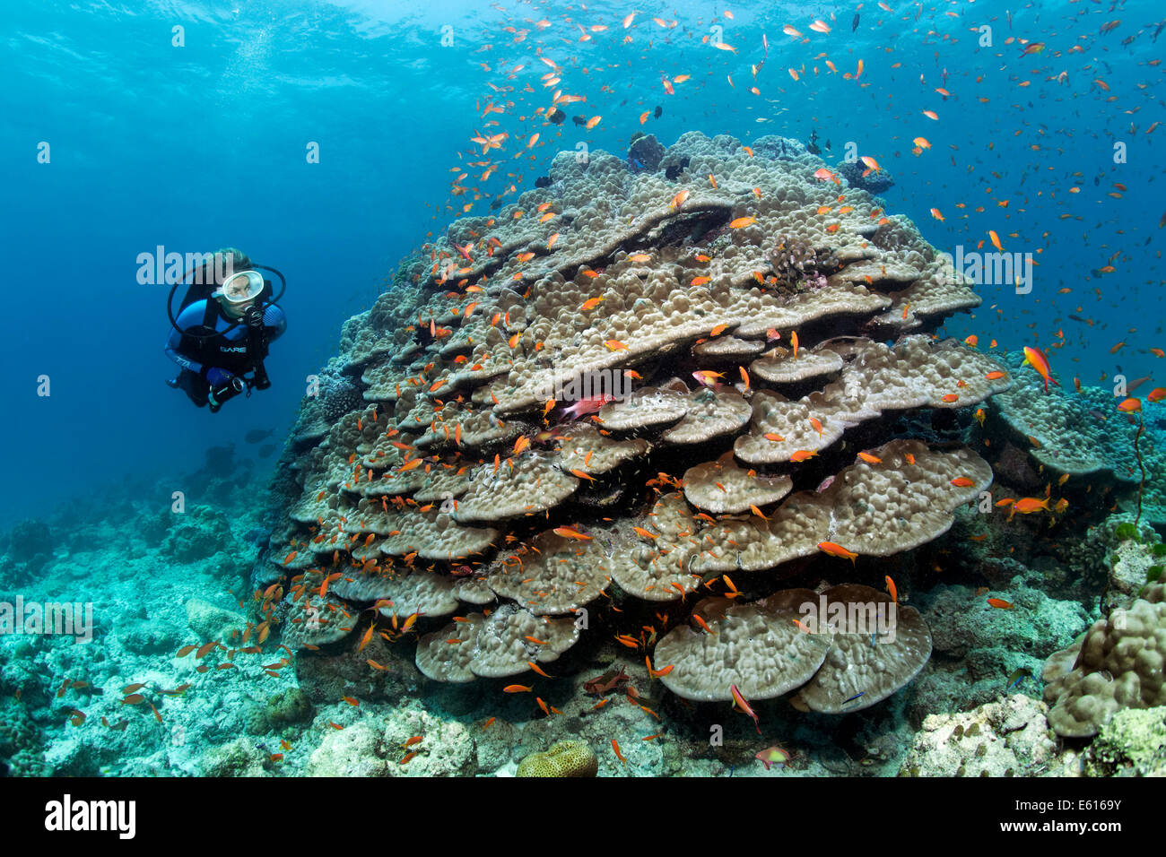 Scuba Diver Blick auf einen großen Stein Koralle mit Anthias (Anthiinae), Lhaviyani Atoll, Indischer Ozean, Malediven Stockfoto