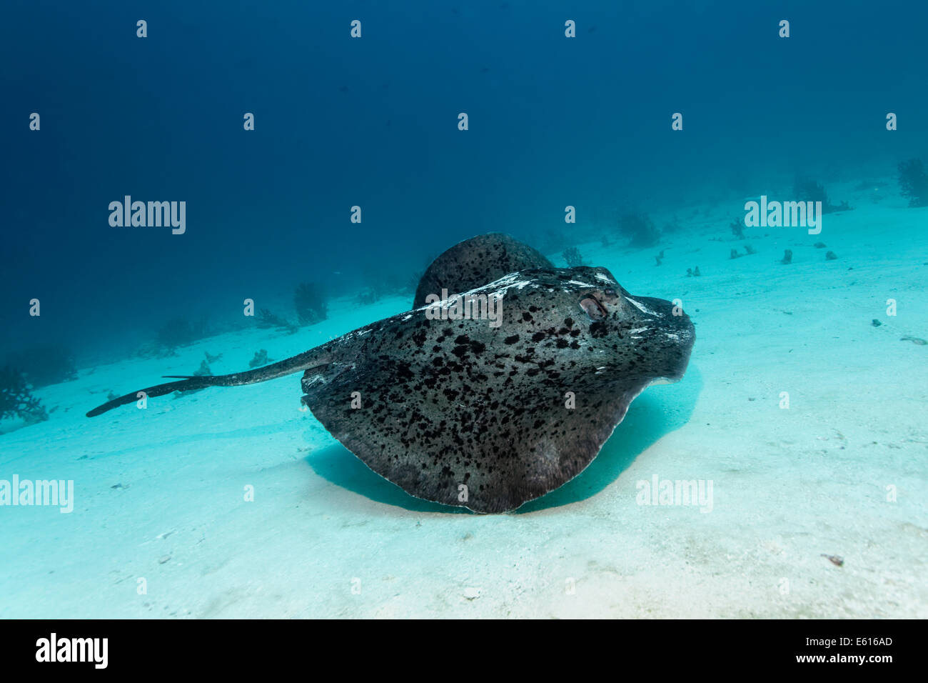 Black-spotted Stingray oder Blotched Fantail Ray (Taeniura Meyeni), knapp über dem sandigen Meeresgrund, Lhaviyani Atoll, Indischer Ozean Stockfoto