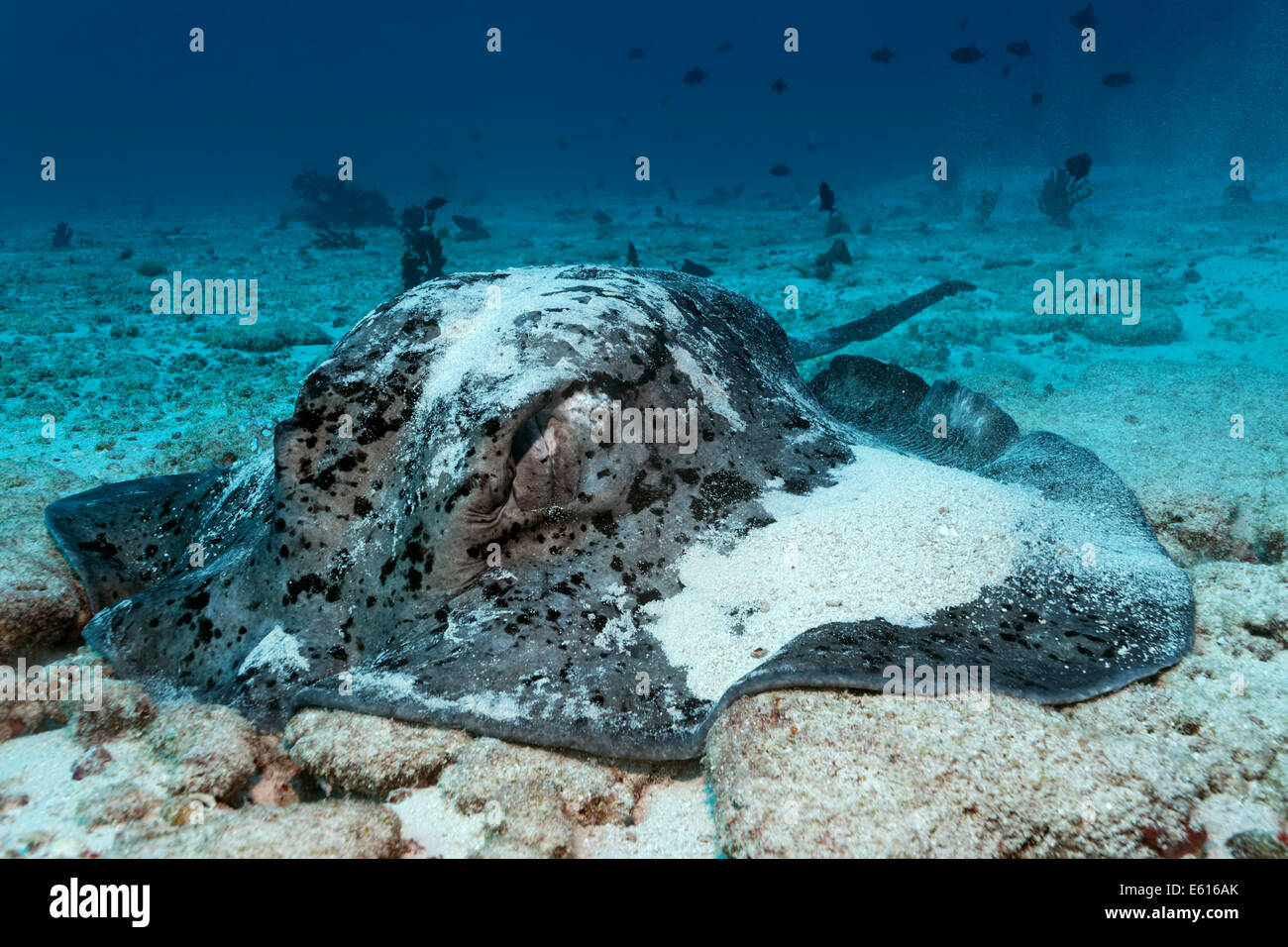 Black-spotted Stingray oder Blotched Fantail Ray (Taeniura Meyeni) Fütterung auf dem sandigen Meeresgrund, Lhaviyani Atoll, Indischer Ozean Stockfoto