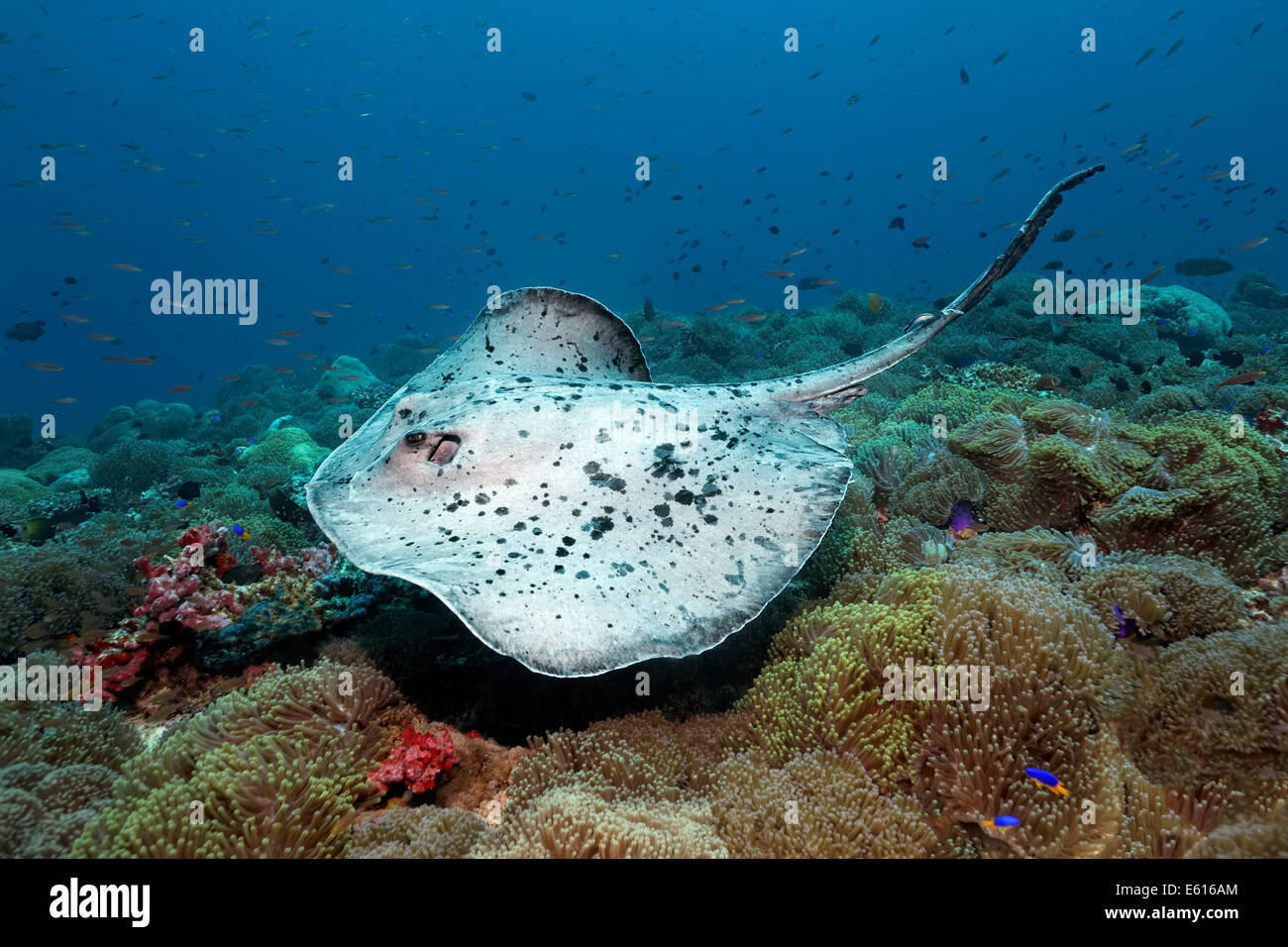 Black-spotted Stingray oder Blotched Fantail Ray (Taeniura Meyeni) über Korallenriff mit herrlichen Anemonen bewachsen Stockfoto