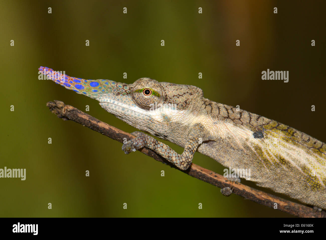 Pinocchio-Chamaleon (Calumma Gallus), Voimana, Madagaskar Stockfoto