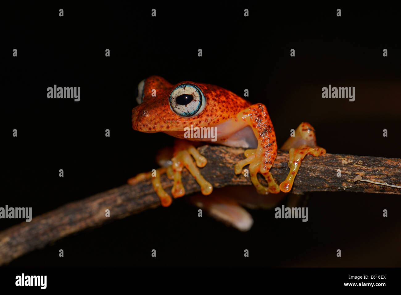 Boophis Pyrrhus, nachtaktive Laubfrosch, Andasibe, Madagaskar Stockfoto