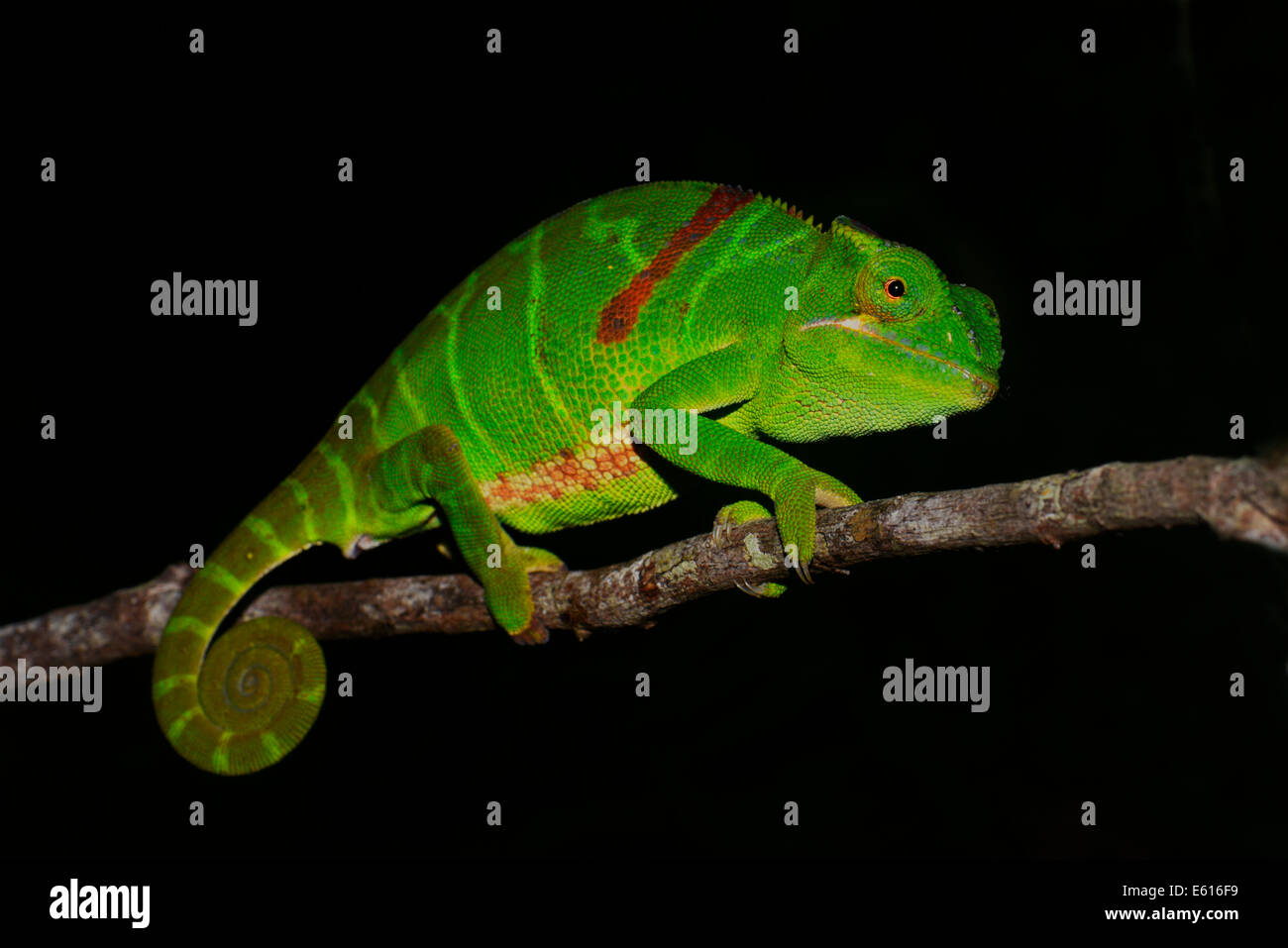 Furcifer Timoni Chamäleon, extrem selten, Montagne d'Ambre, Madagaskar Stockfoto