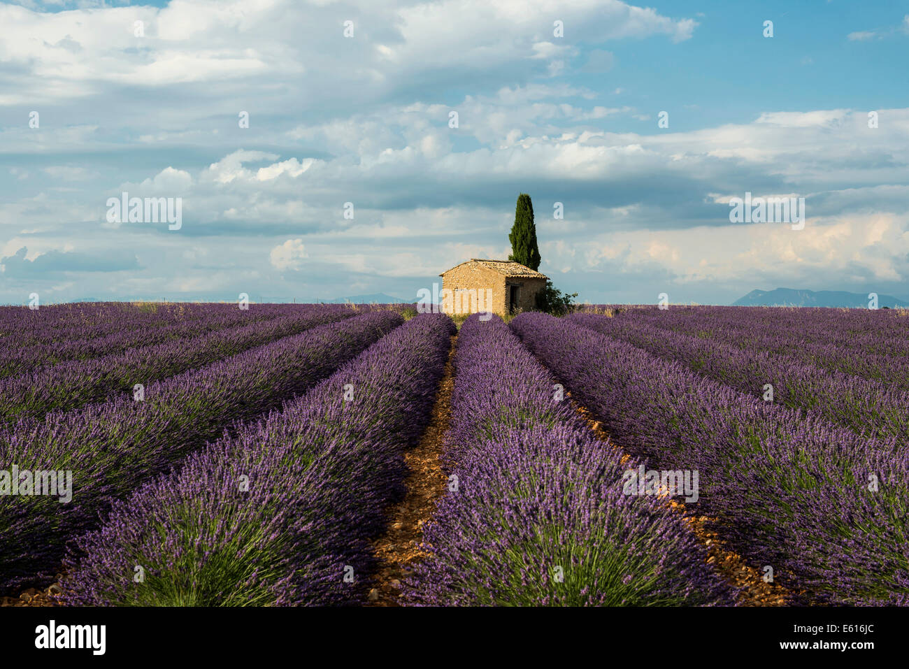 Kleines Haus mit Zypressen in einem Lavendelfeld, Plateau de Valensole, in Valensole, Provence, Provence-Alpes-Côte d ' Azur, Frankreich Stockfoto