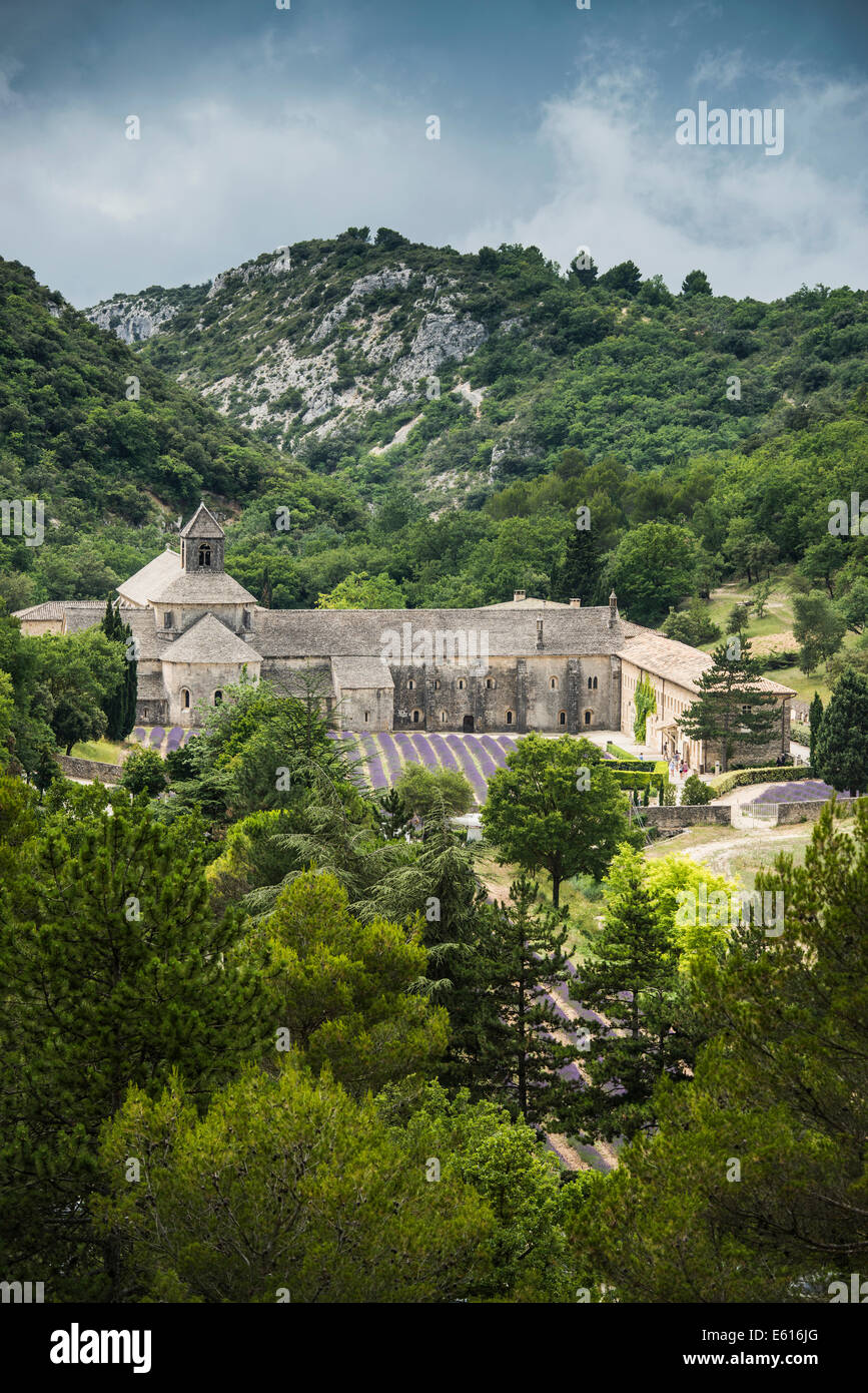 Zisterzienserabtei Sénanque mit Lavendelfeld in Gordes, Vaucluse, Provence, Provence-Alpes-Côte d ' Azur, Frankreich Stockfoto