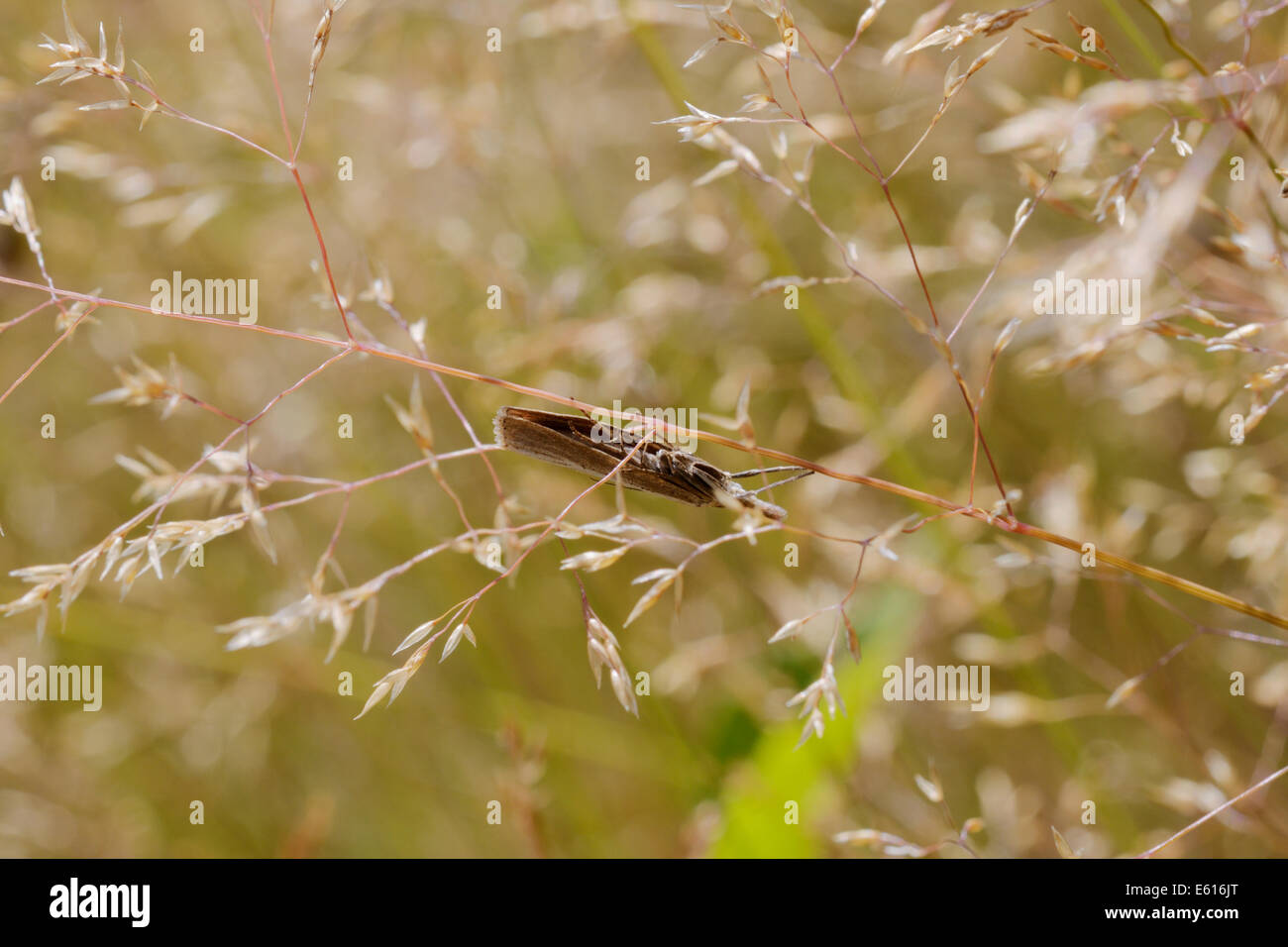 Micromoth unter den Gräsern, Wales, UK Stockfoto