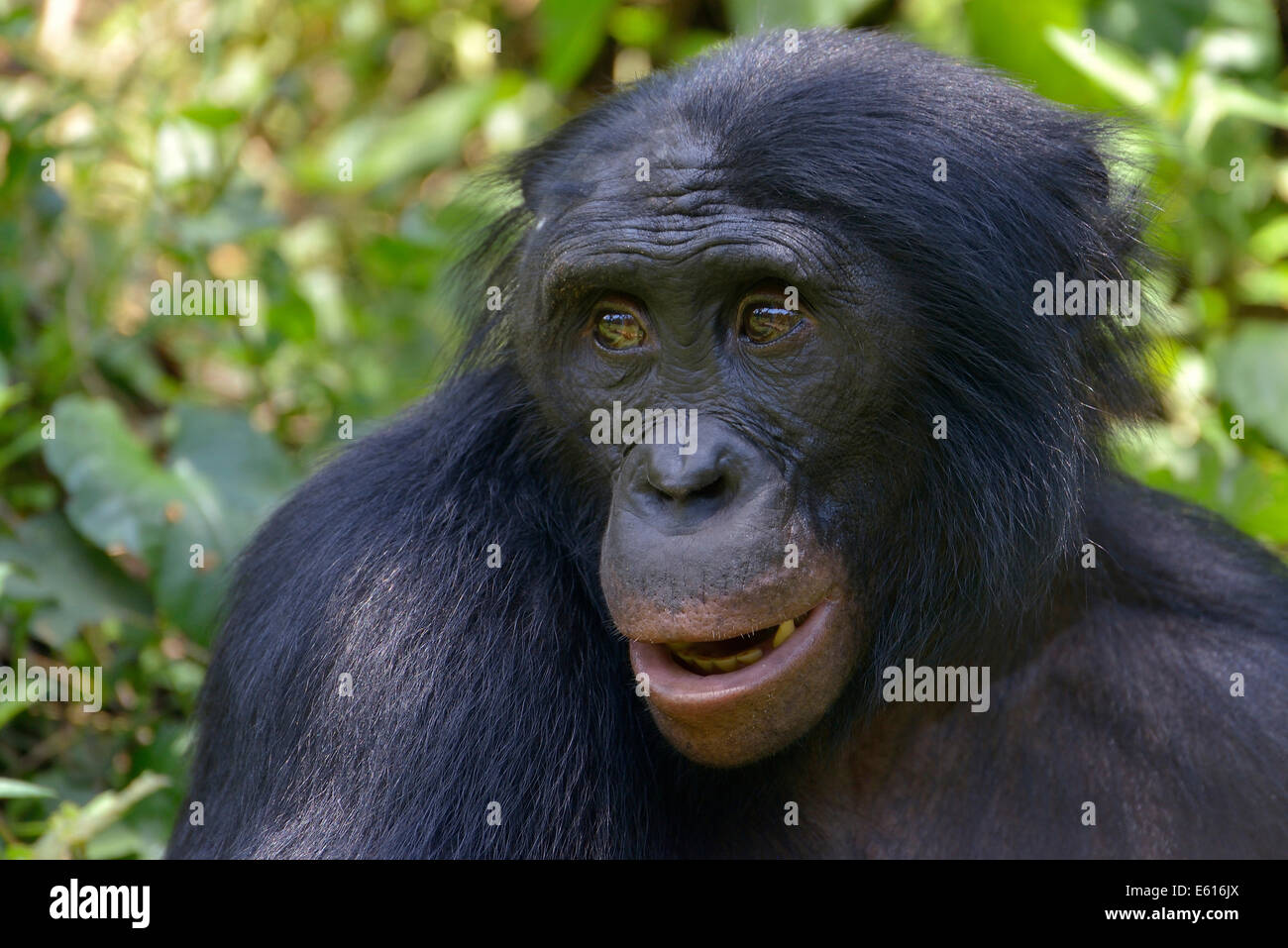 Bonobo (Pan Paniscus), Porträt, Lola ya Bonobo Heiligtum, Kimwenza, Mont Ngafula, Kinshasa, demokratische Republik Kongo Stockfoto