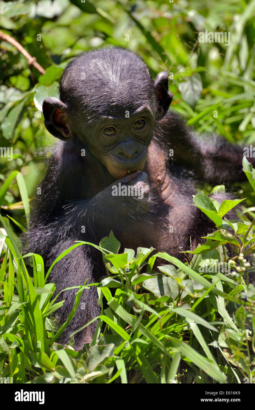 Bonobo (Pan Paniscus), Jungtier, Lola ya Bonobo Heiligtum, Kimwenza, Mont Ngafula, Kinshasa Stockfoto